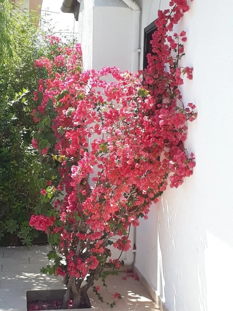 Bahçe