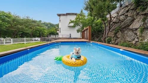 Gapyeong Daengdaengi Dog Pension Silver