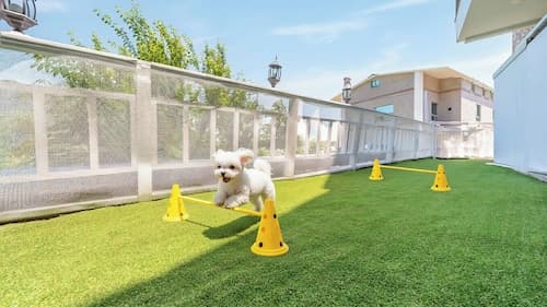 Geoje Blueberry Pet Pension
