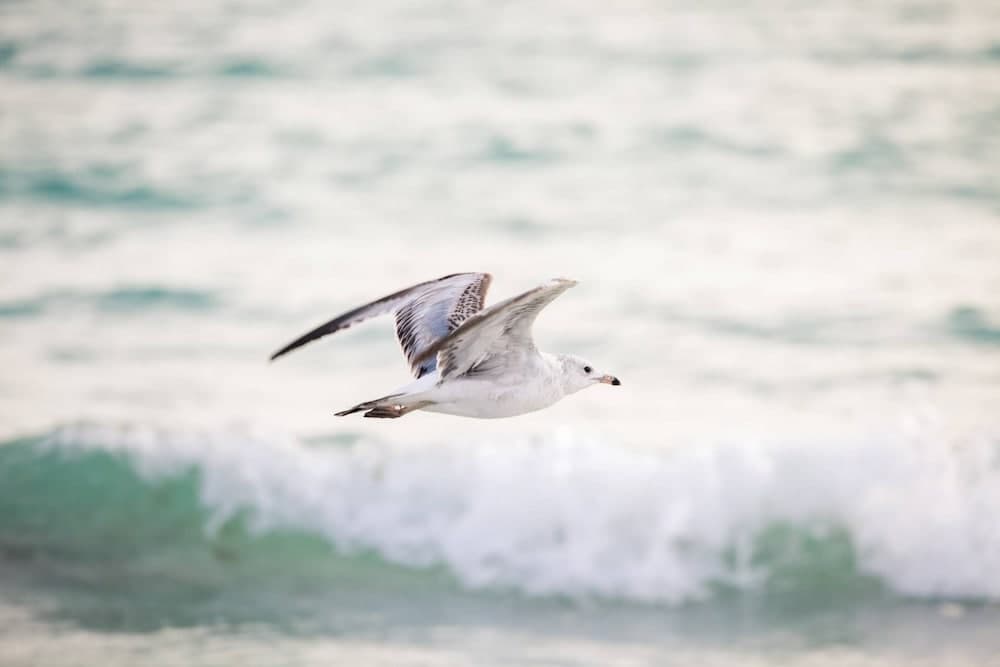 Gorgeous Grove Contemporary Family Home