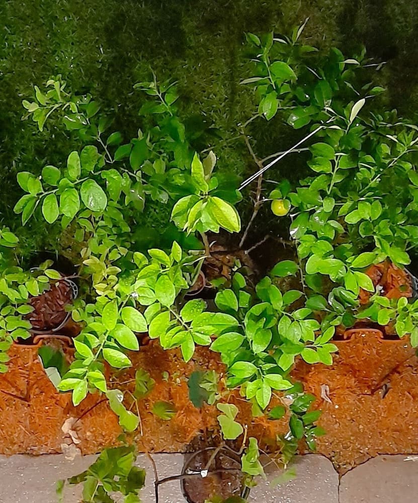 Flats Jardim de Ramos Paraty