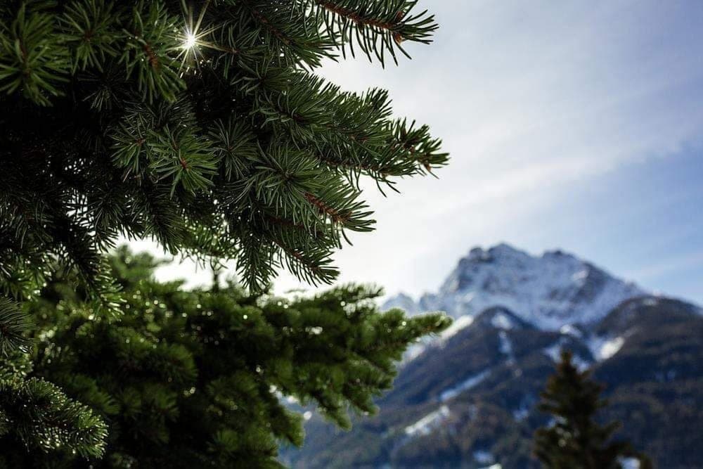 Apartment Belvedere 43