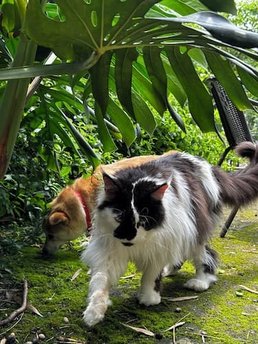 The Cosy Garden
