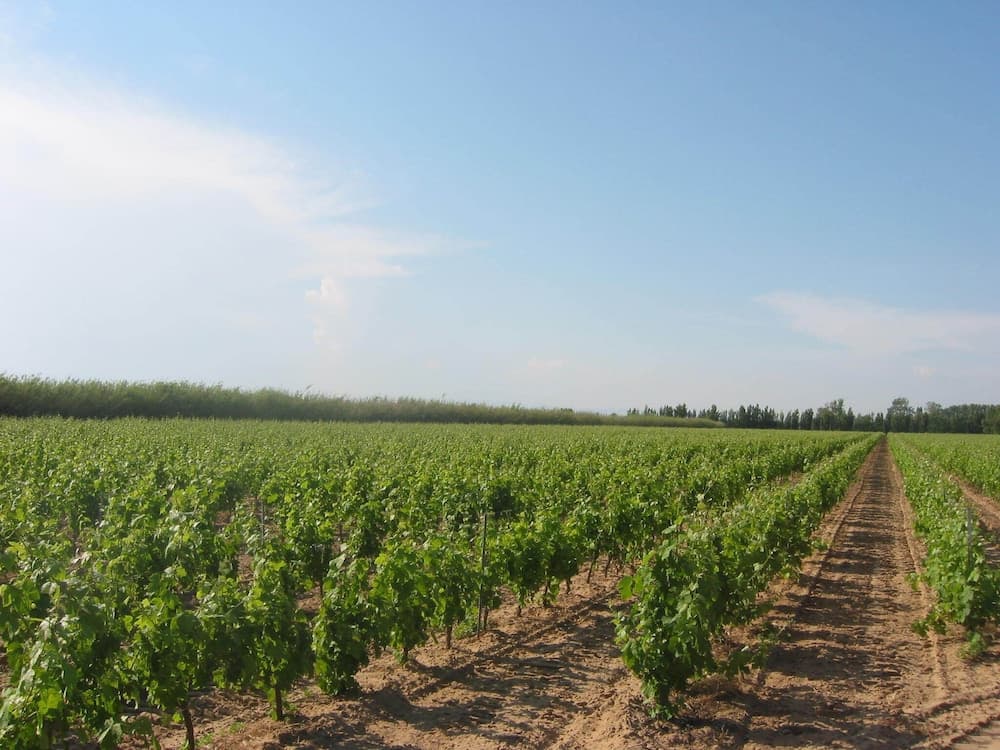 Domaine La Yole Wine Resort