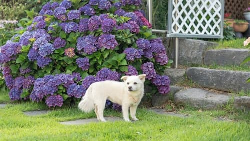 Namhae Ryu&lee Pet Pension
