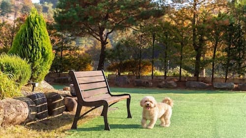 Gapeyong Fourseason Pet Glamping Caravan
