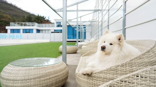 Gyeongju Purspet Dog Pension