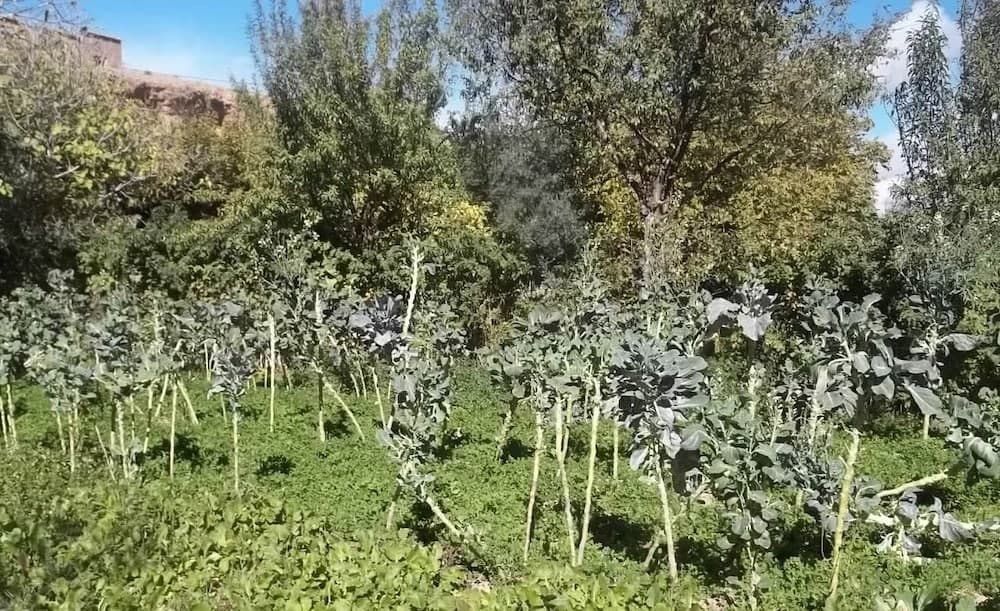 Bahçe