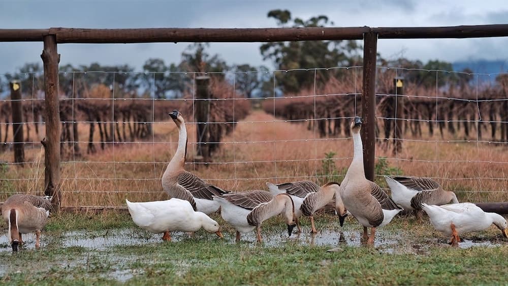 Konaklama yeri alanı