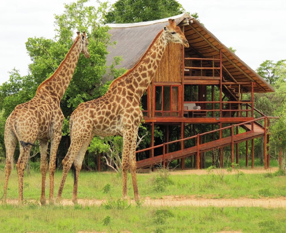 Pezulu Tree House Lodge