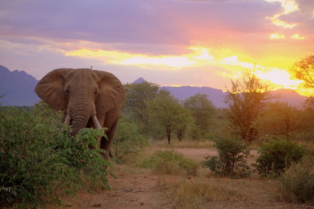 Karongwe Portfolio - Becks Safari Lodge