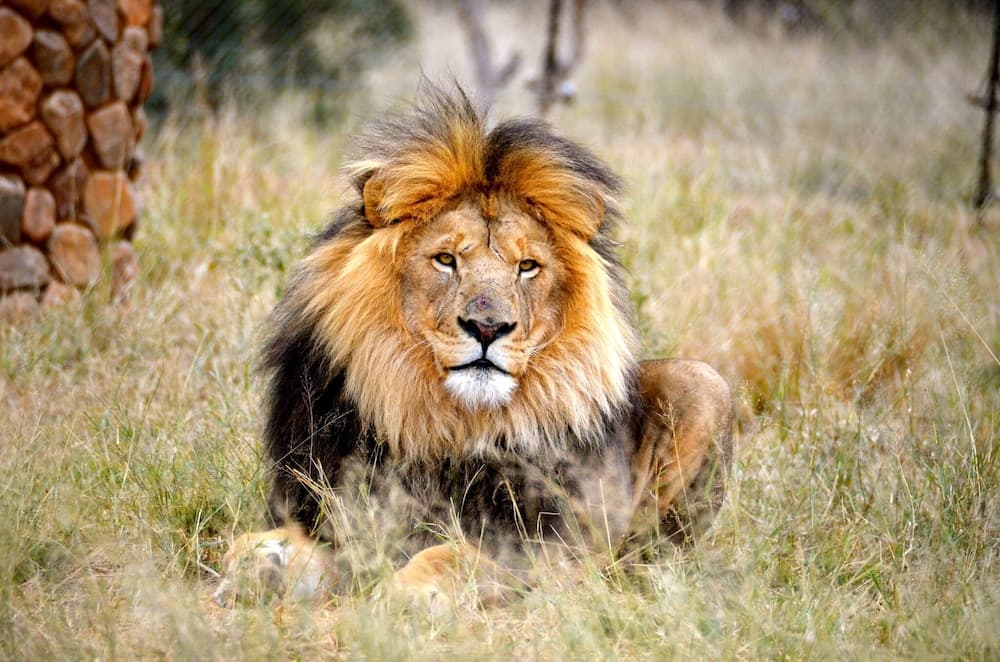 Av hayvanlarını izleme olanağı