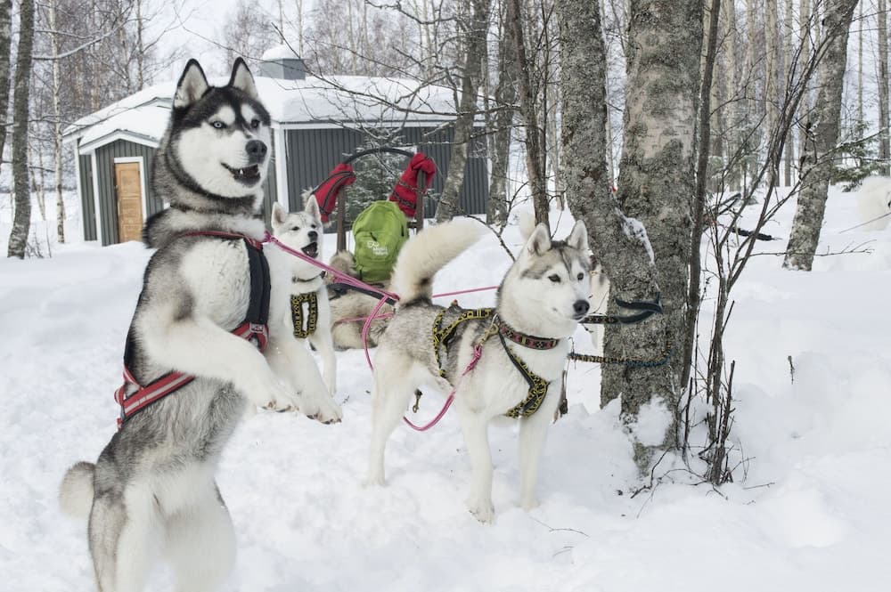 Kar ayakkabısıyla yürüyüş