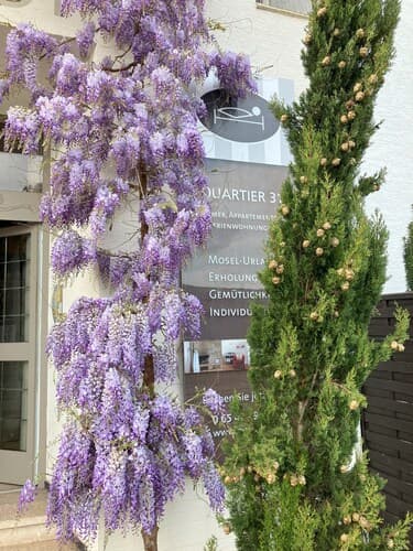 Quartier31