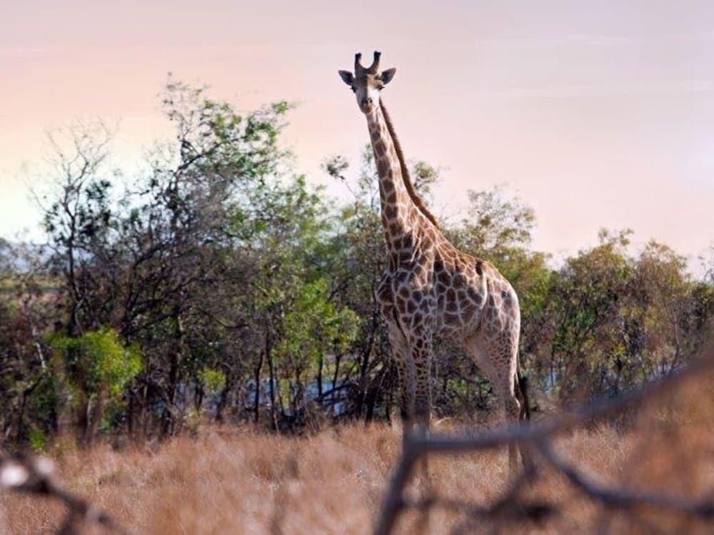 Av hayvanlarını izleme olanağı