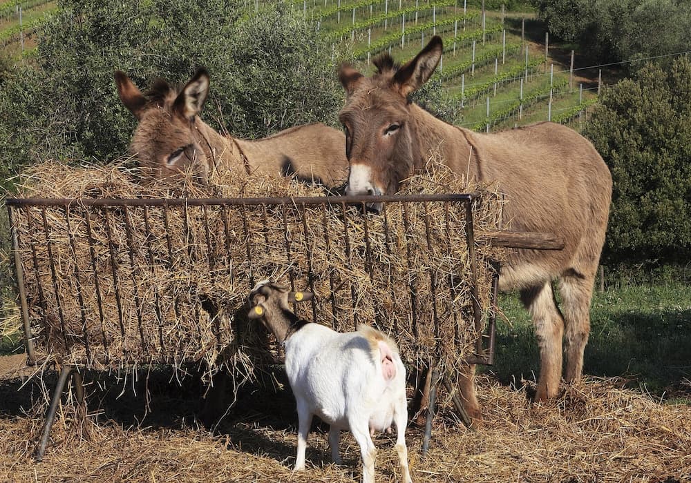 Konaklama yeri imkân ve özellikleri