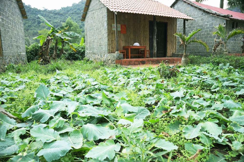 Bahçe