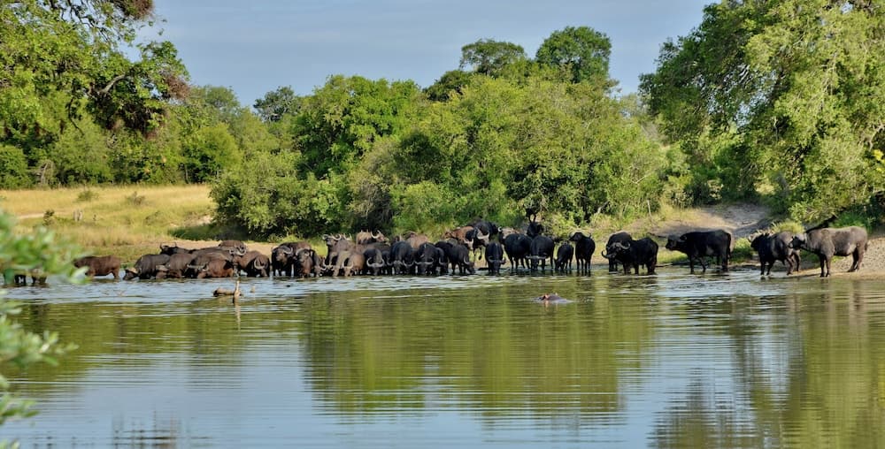 Av hayvanlarını izleme olanağı