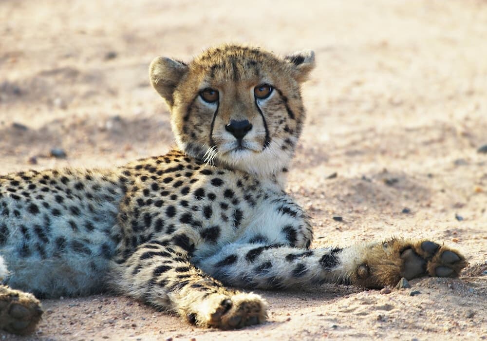 Av hayvanlarını izleme olanağı