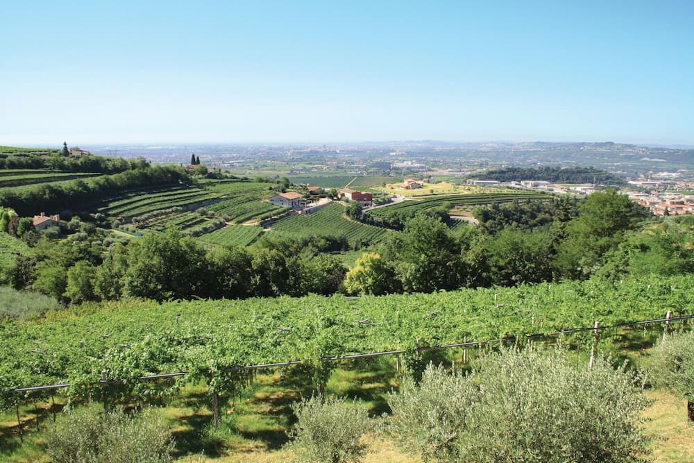 Üzüm asması manzarası