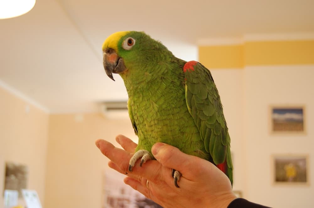 Resepsiyon