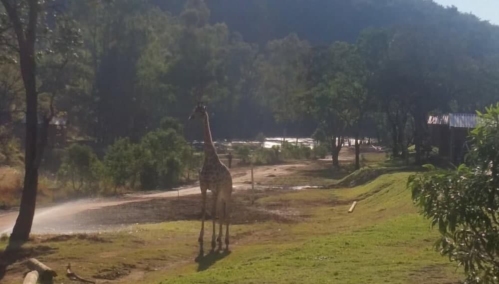Av hayvanlarını izleme olanağı