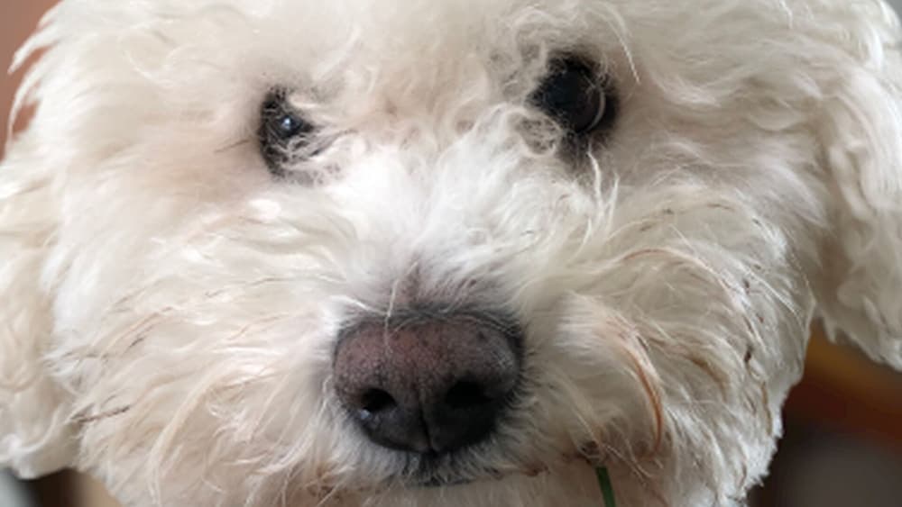 Detached 3 Bed House, Ideal for Long Stays & Pets