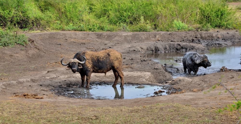 Av hayvanlarını izleme olanağı