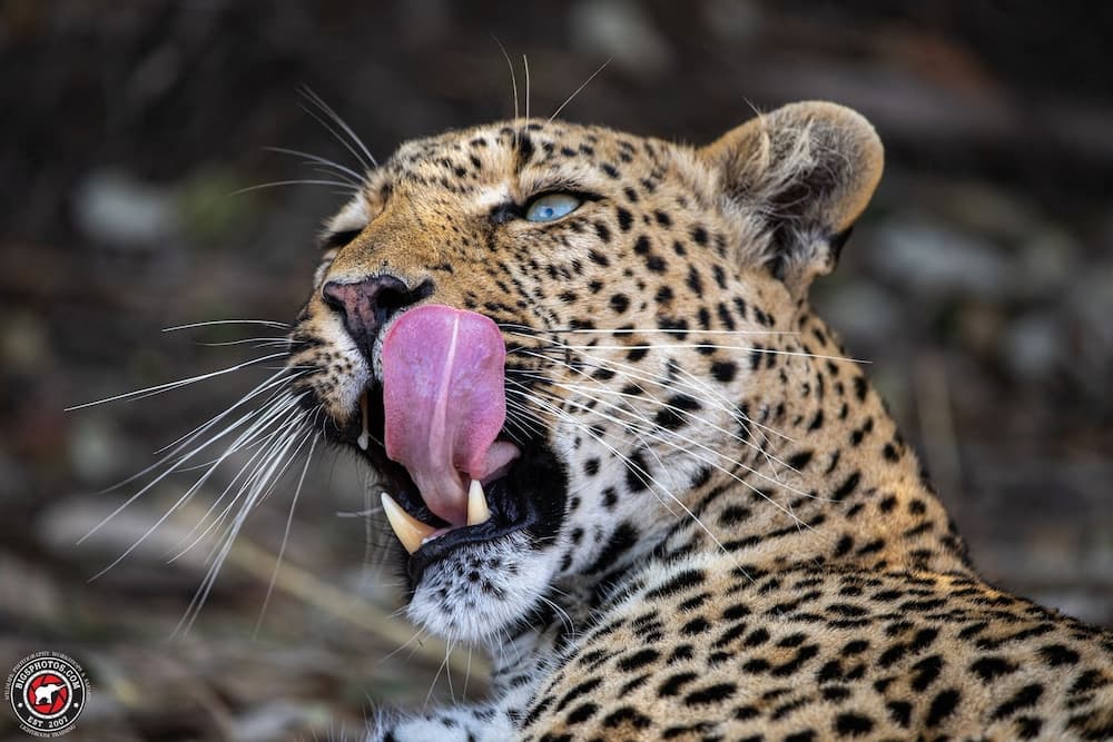 Av hayvanlarını izleme olanağı