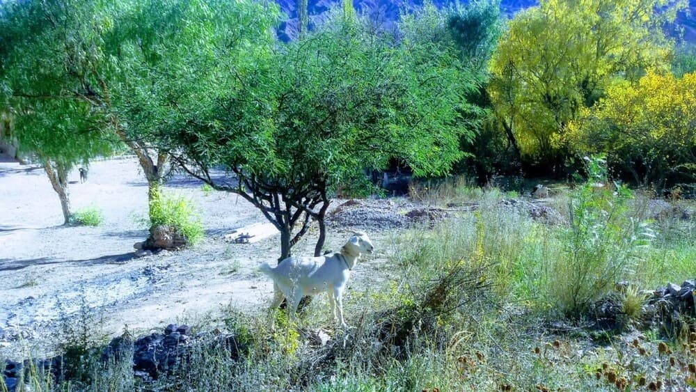 Ekoloji turları