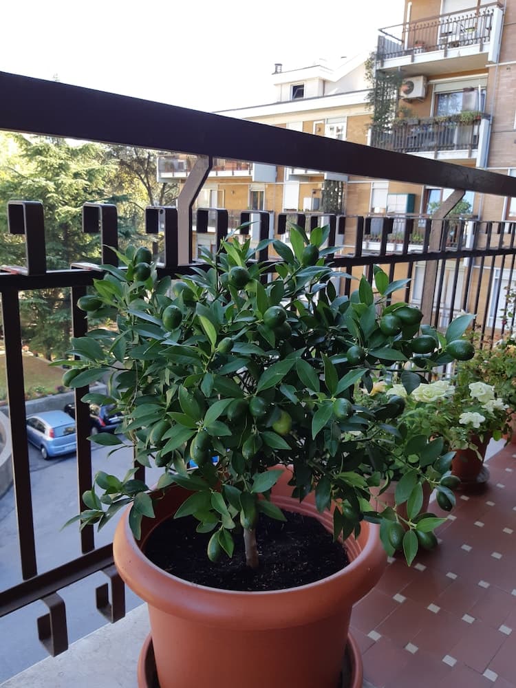 Venice h.s.Garden Home