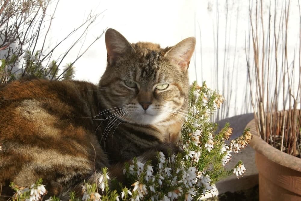 Konaklama yeri alanı