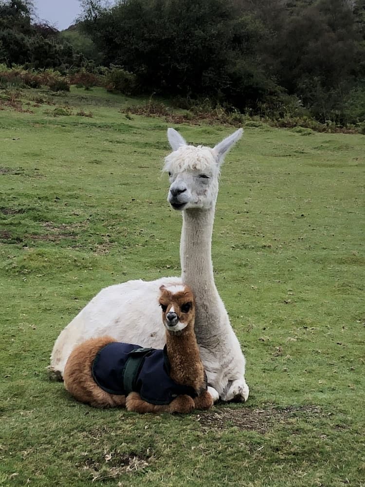 Konaklama yeri alanı
