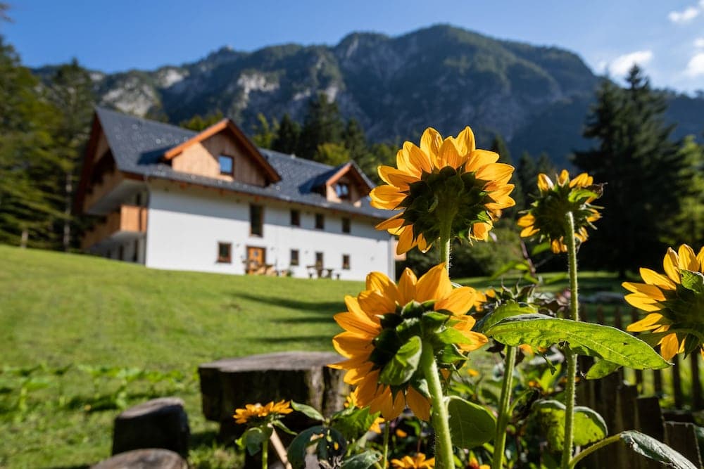 Apartments Goldhorn Kingdom