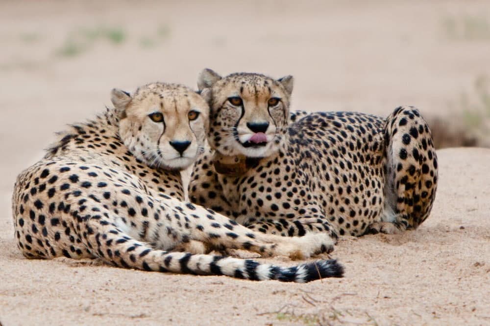 Av hayvanlarını izleme olanağı