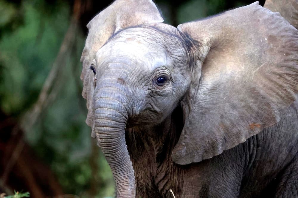 Karongwe Portfolio - Kuname Lodge