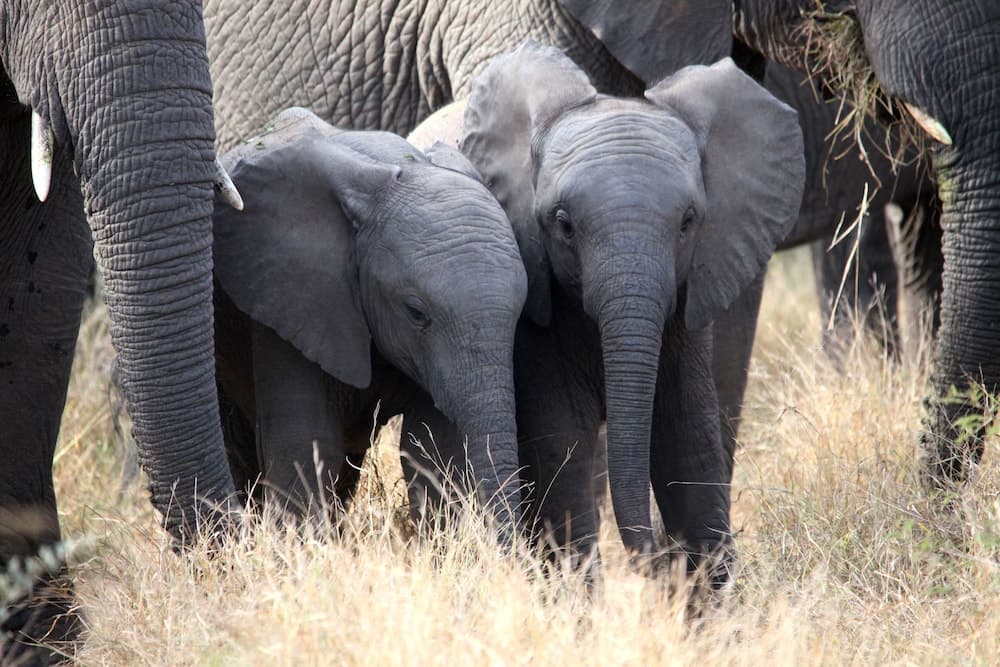 Karongwe Portfolio - Karongwe River Lodge