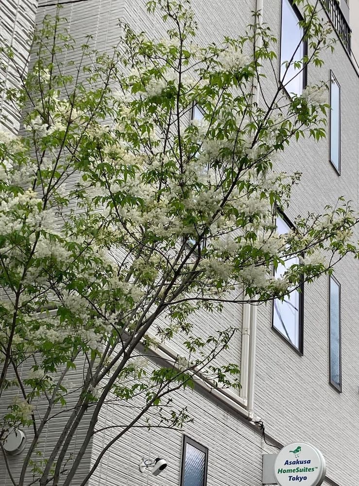 Asakusa HomeSuites Tokyo