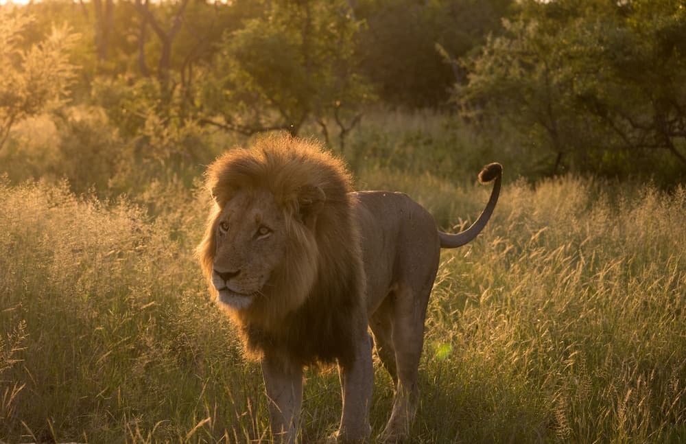 Av hayvanlarını izleme olanağı