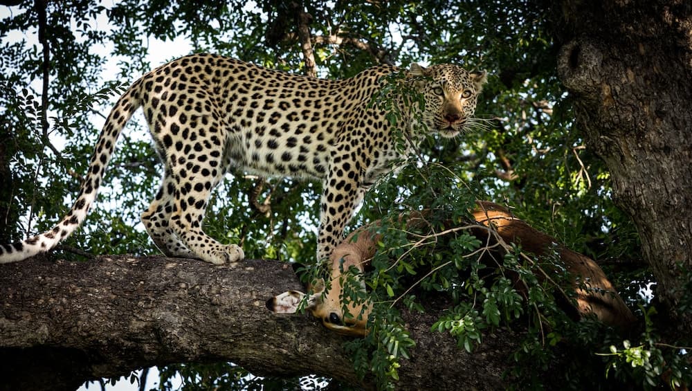 Av hayvanlarını izleme olanağı