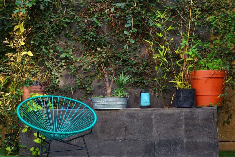 Blue Pepper Chapultepec