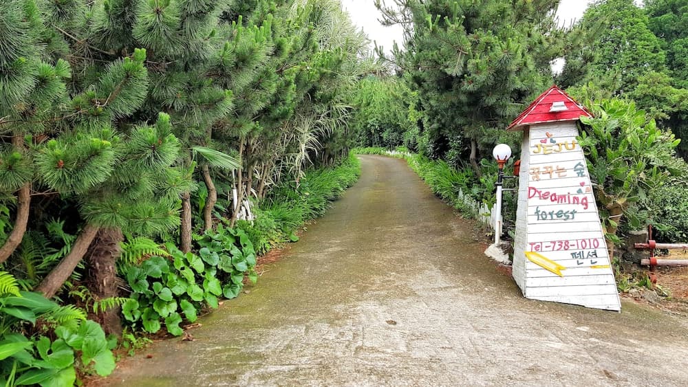 Dreaming Forest