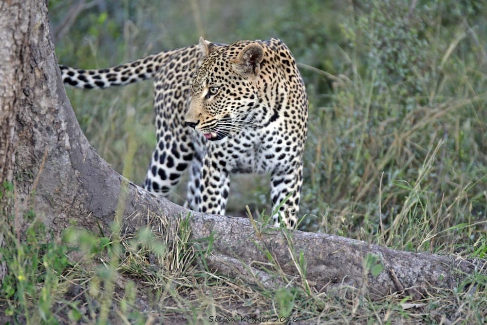 Av hayvanlarını izleme olanağı