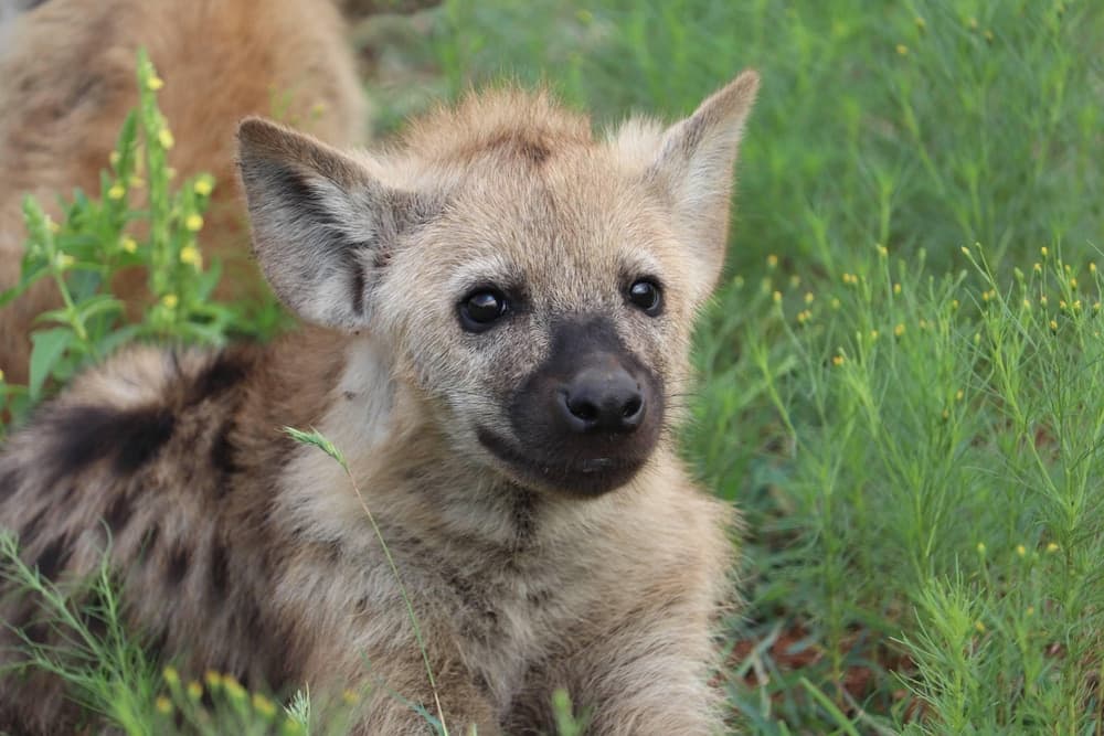 Av hayvanlarını izleme olanağı