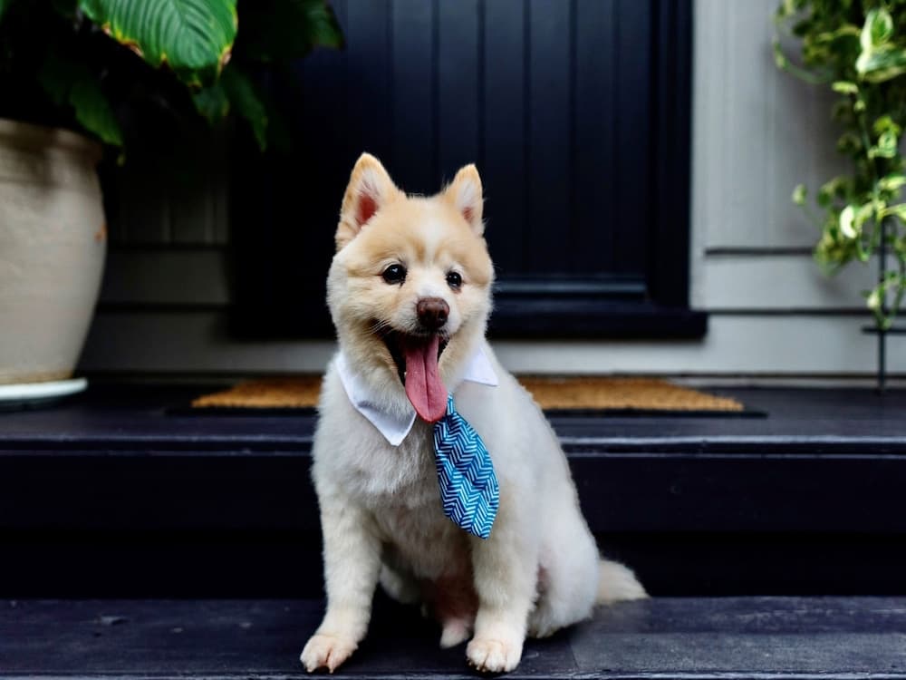 Evcil hayvan dostu imkân ve özellikler