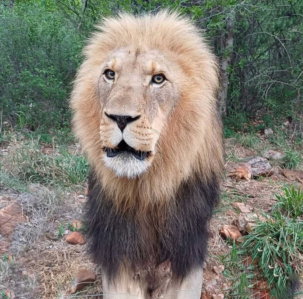 Phakela Private Lodge