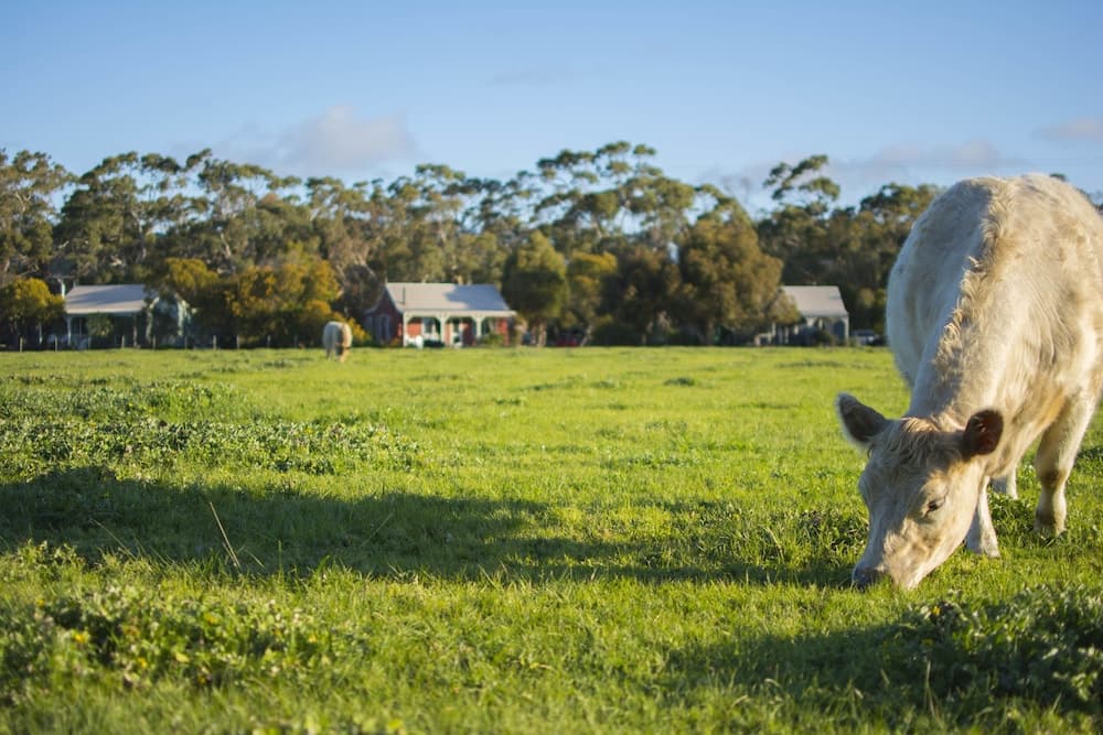 Freshwater Creek Cottages and Farm Stay