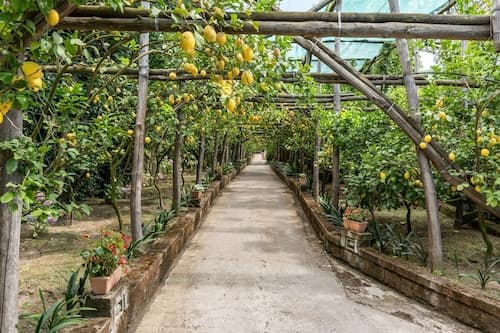 Romantic Garden in Sorrento