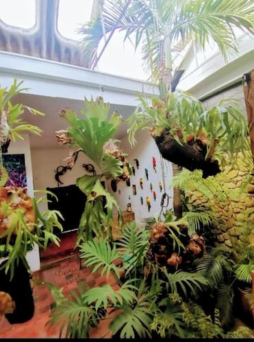 parrot house san antonio