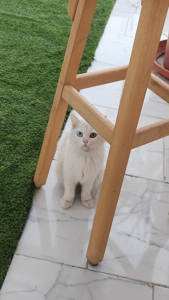 White Roof - Hurghada